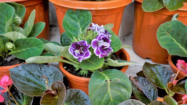 Nahaufnahme von schönen Blumen von Sinningia speciosa, auch bekannt als Brazilian Florist und Violet Pantoffel Gloxinia