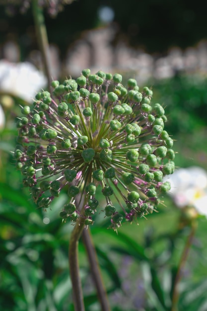 Nahaufnahme von schönen Blumen