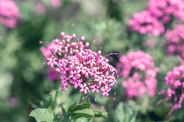 Foto nahaufnahme von schönen blumen