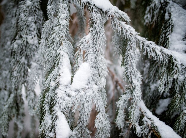 Nahaufnahme von schönen glatten schneebedeckten Tannenzweigen