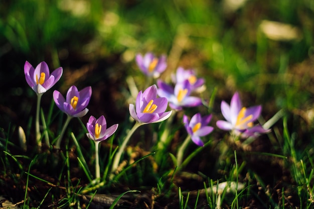 Nahaufnahme von schönen Krokussen, die im Frühling blühen, Deutschland