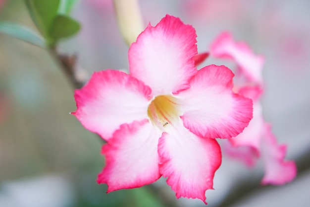 Nahaufnahme von schönen rosa Azalea Flowers of Desert Rose.