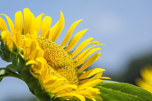 Nahaufnahme von schönen Sonnenblumen auf einem Feld in Tokio, Japan