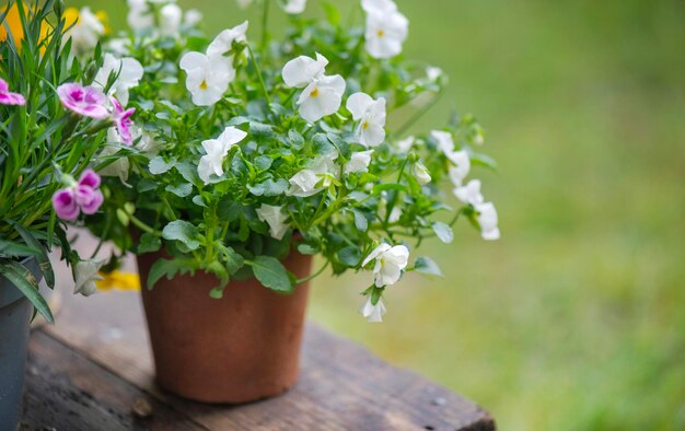 Nahaufnahme von schönen und zarten weißen Violenblumen in einem Blumentopf, die in einem Garten blühen