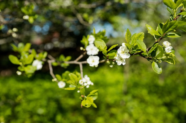 Nahaufnahme von schönen weißen Blüten von Obstbaum gegen verschwommenen Hintergrund an sonnigen Frühlingstag selektiven Fokus Frühling Hintergrund mit Obstbaum bloomingbranch mit weißen Kirschblüten