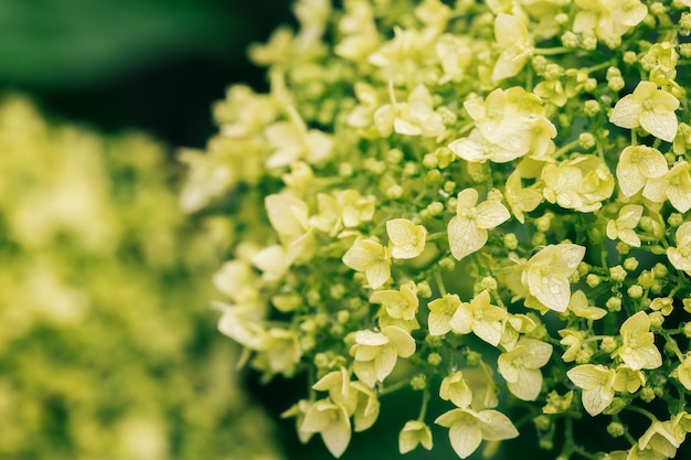 Nahaufnahme von schönen weißen Hortensienblüten nach dem Regen