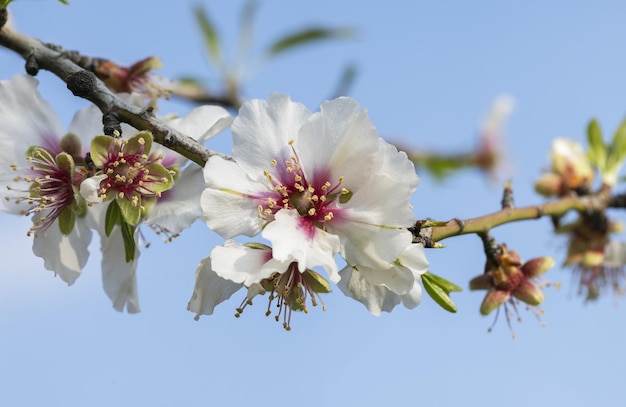 Nahaufnahme von schönen weißen rosa Blumen eines blühenden Mandelbaums in einem Mandelgartenobstgarten