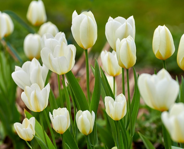 Nahaufnahme von schönen weißen Tulpen, die im Sommer in einem Garten im Hinterhof blühen. Zoom von Frühlingsblühern, die sich öffnen und auf einem Feld auf dem Land blühen