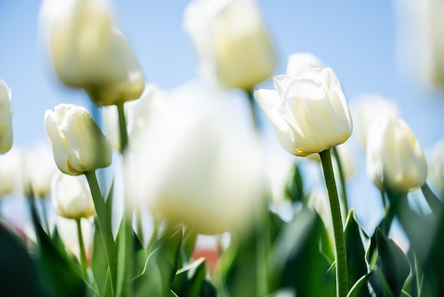 Nahaufnahme von schönen weißen Tulpen mit grünen Blättern gegen den blauen Himmel