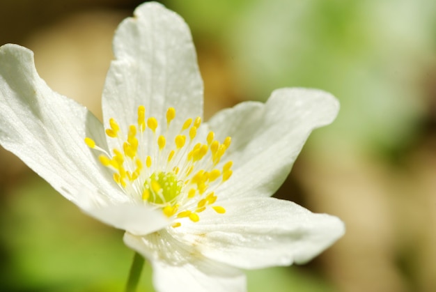 Nahaufnahme von schönen weißen Waldblumen