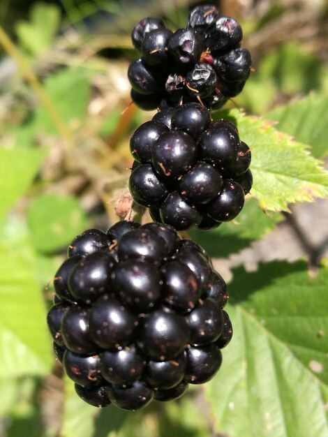 Foto nahaufnahme von schwarzbeeren, die auf der pflanze wachsen