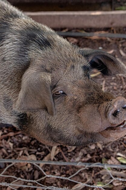 Foto nahaufnahme von schwein