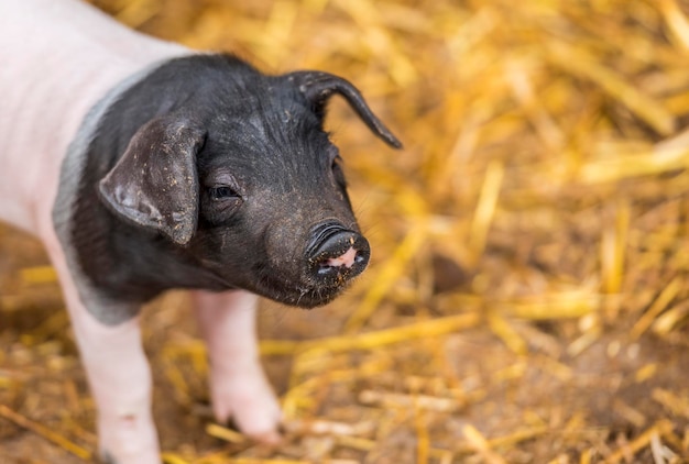 Nahaufnahme von Schwein