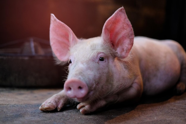 Nahaufnahme von Schweinchen