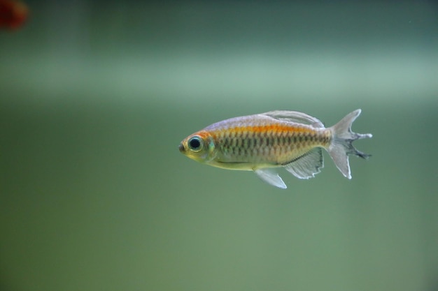 Foto nahaufnahme von schwimmenden fischen