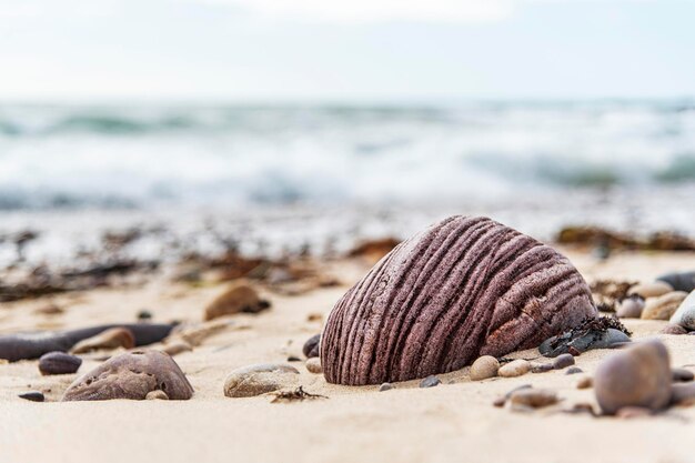 Nahaufnahme von Sedimentgestein am Strand.