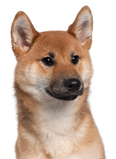 Nahaufnahme von Shiba Inu, 7 Monate alt,