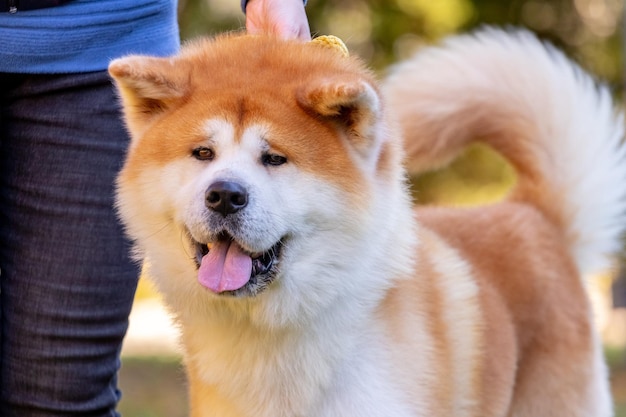 Nahaufnahme von Shiba Inu Hund neben seinem Besitzer