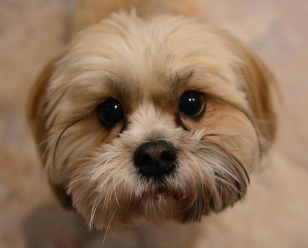 Nahaufnahme von Shih Tzu
