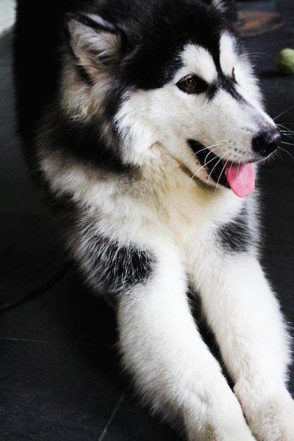 Nahaufnahme von Siberian Husky