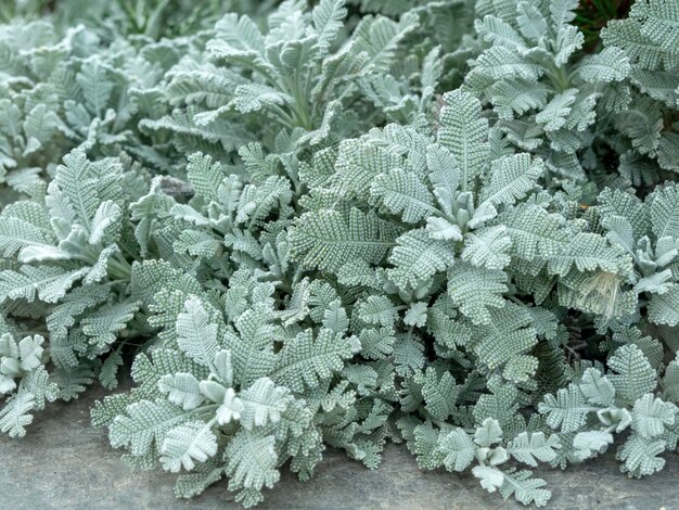 Nahaufnahme von silbernen Spitze-Tansy-Blättern von Tanacetum haradjanii, die die ungewöhnliche Farbe und Textur zeigen