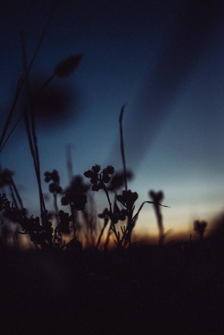 Foto nahaufnahme von silhouettenpflanzen auf dem feld gegen den himmel bei sonnenuntergang