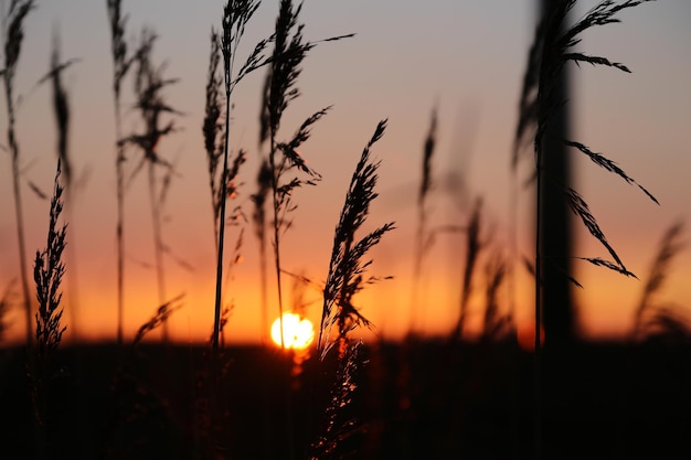 Nahaufnahme von Silhouettenpflanzen auf dem Feld gegen den Sonnenuntergang