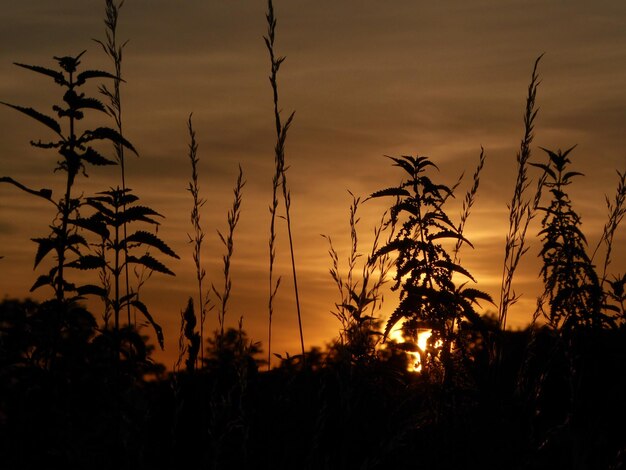 Foto nahaufnahme von silhouettenpflanzen auf dem feld gegen den sonnenuntergang