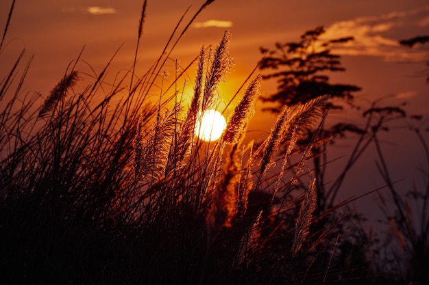 Foto nahaufnahme von silhouettenpflanzen auf dem feld gegen orangefarbenen himmel