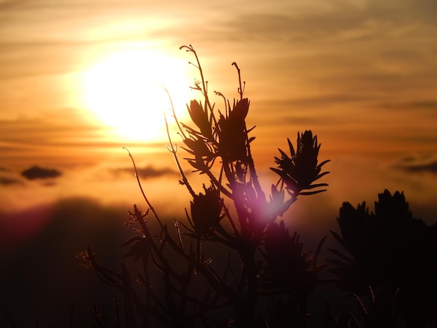 Nahaufnahme von Silhouettenpflanzen gegen den Himmel beim Sonnenuntergang