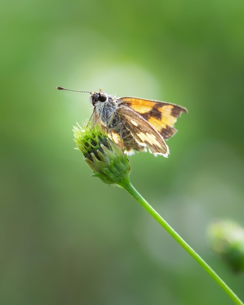 Nahaufnahme von Skipper-Insekt auf Gras