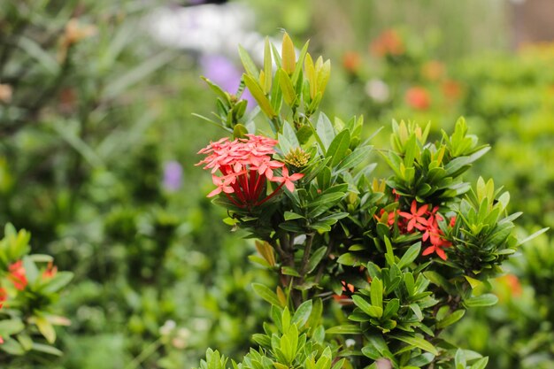 Nahaufnahme von Soka-Blumen mit verschwommenem Hintergrund