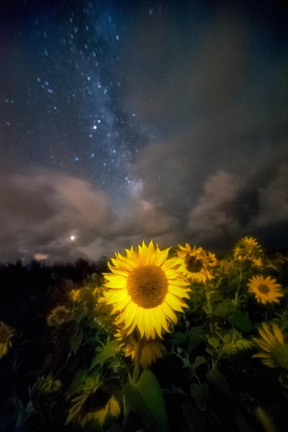 Foto nahaufnahme von sonnenblumen auf dem feld gegen den himmel