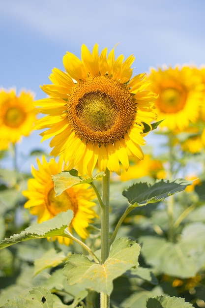 Nahaufnahme von Sonnenblumen auf dem Feld gegen den Himmel