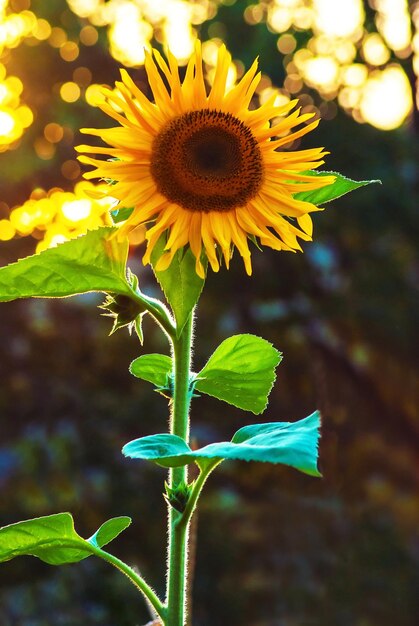 Nahaufnahme von Sonnenblumen auf der Pflanze