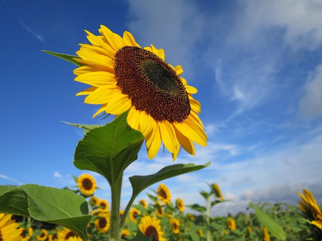 Nahaufnahme von Sonnenblumen, die auf dem Feld blühen