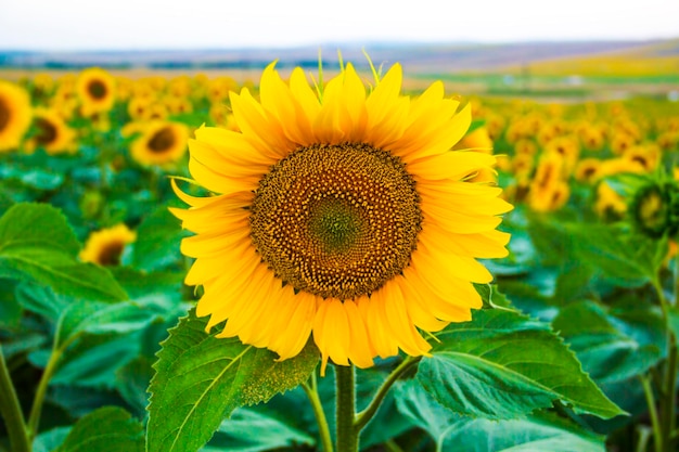 Nahaufnahme von Sonnenblumen, die auf dem Feld blühen