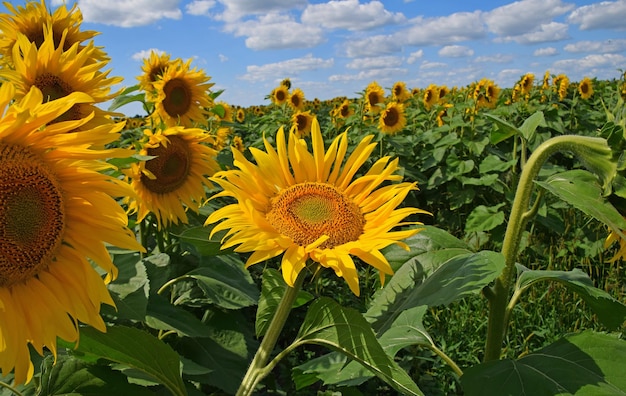 Foto nahaufnahme von sonnenblumen, die auf dem feld blühen