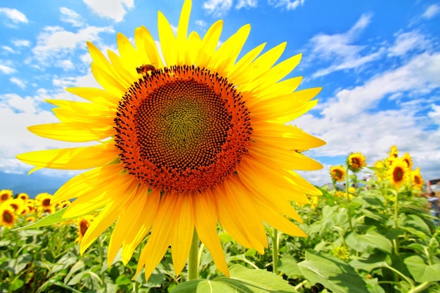 Nahaufnahme von Sonnenblumen, die auf dem Feld gegen einen bewölkten Himmel blühen