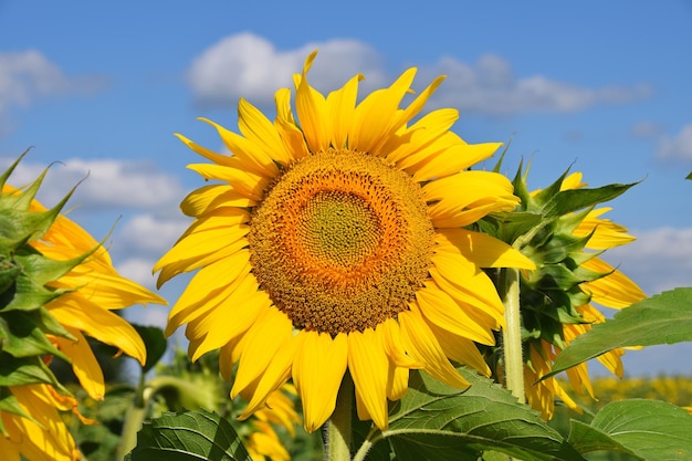 Nahaufnahme von Sonnenblumen, die auf dem Feld gegen einen bewölkten Himmel wachsen