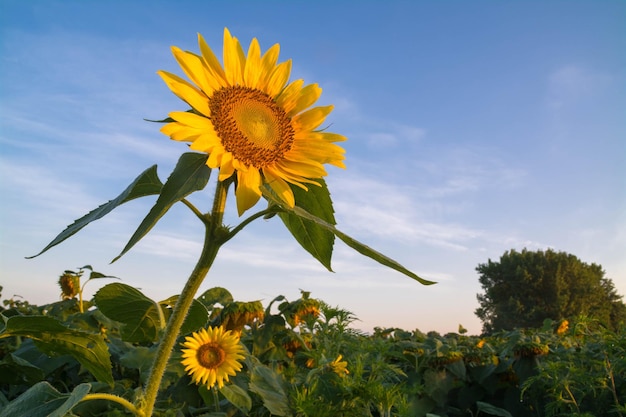 Nahaufnahme von Sonnenblumen, die auf einem Bauernhof gegen den Himmel wachsen