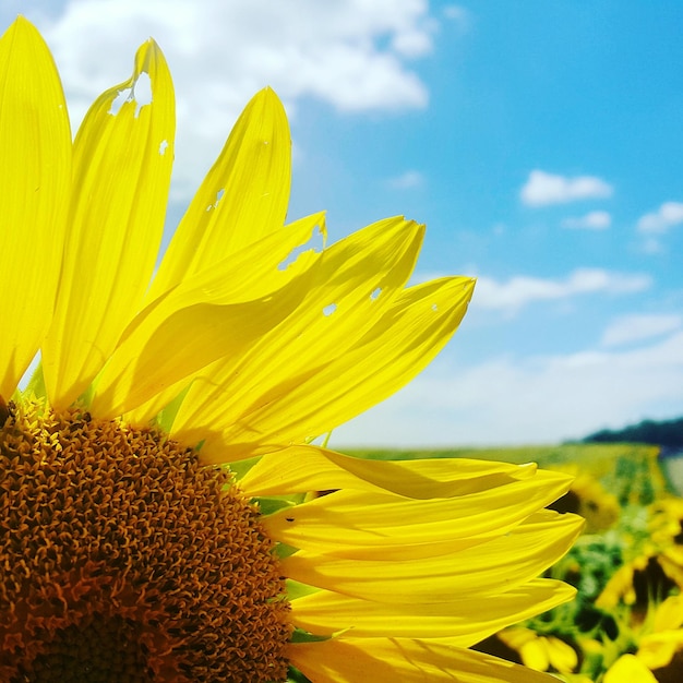 Nahaufnahme von Sonnenblumen, die gegen den Himmel blühen