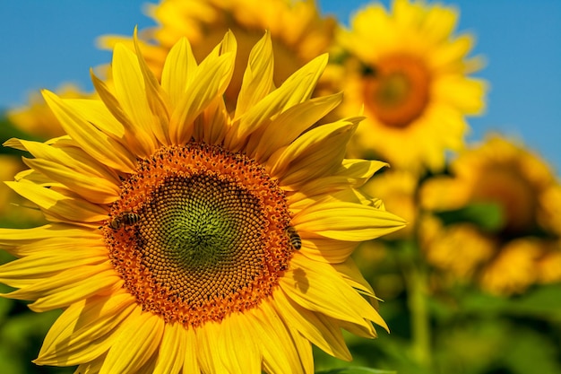 Nahaufnahme von Sonnenblumen, die im Freien blühen