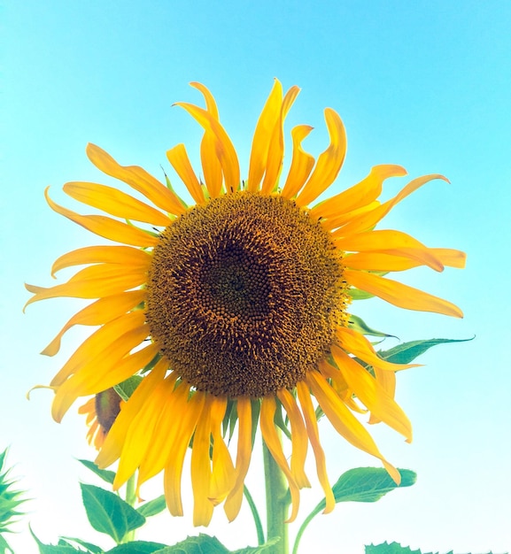 Nahaufnahme von Sonnenblumen gegen den Himmel