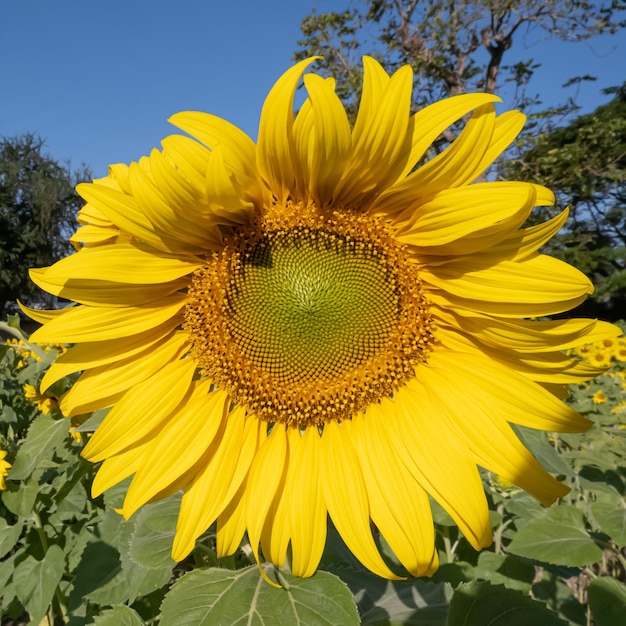 Nahaufnahme von Sonnenblumen im Feld