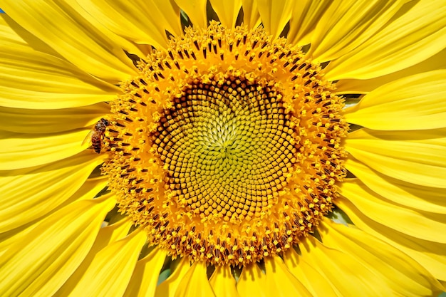 Nahaufnahme von Sonnenblumen im Feld