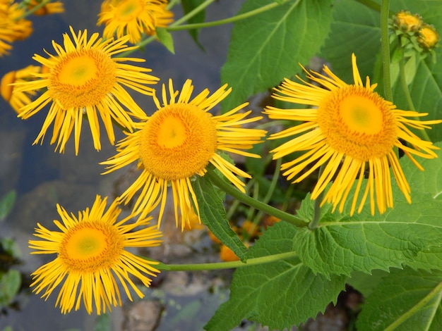 Foto nahaufnahme von sonnenblumen in blüte