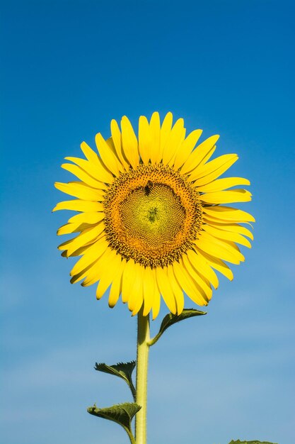 Nahaufnahme von Sonnenblumen vor blauem Himmel