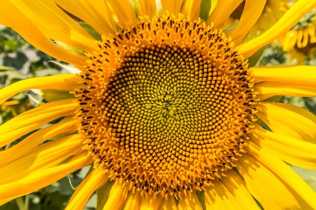 Foto nahaufnahme von sonnenblumen