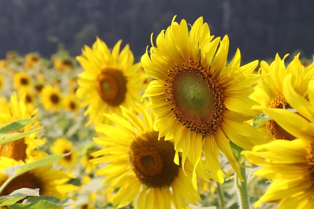 Foto nahaufnahme von sonnenblumen